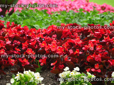 Stock image of white, red, pink begonia flowers, garden / park floral display