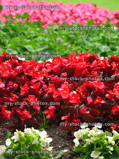 Stock image of white, red and pink begonias, summer bedding flowers