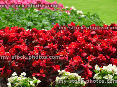 Stock image of red begonias (Begonia semperflorens) in summer flower border