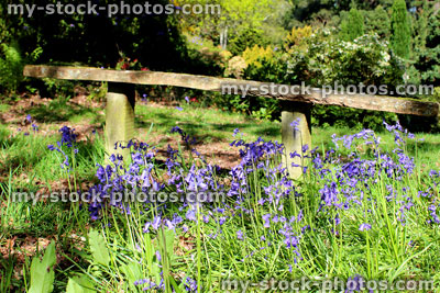 Stock image of wooden garden bench in bluebell wood, with wildflowers