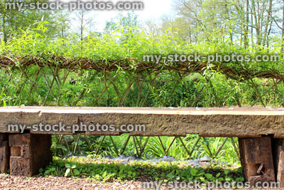 Stock image of rustic wooden bench / garden seat with willow weaving hedge