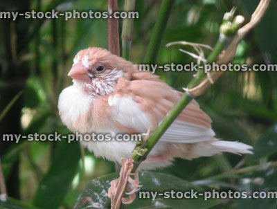 Stock image of Fawn Bengalese Finch baby sat bamboo / Society finch