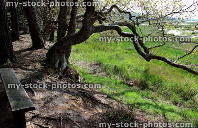 Stock image of bent oak tree trunk, with branch cascading down