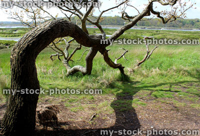 Stock image of common English oak tree with bent trunk