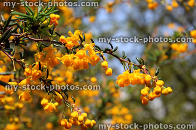 Stock image of yellow / orange flowers on evergreen Berberis Stenophylla shrub