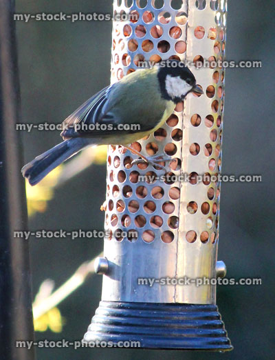 Stock image of great tit eating peanuts, hanging wild bird feeder