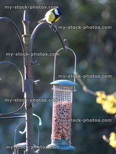 Stock image of great tit perched on wild bird feeding station, back garden