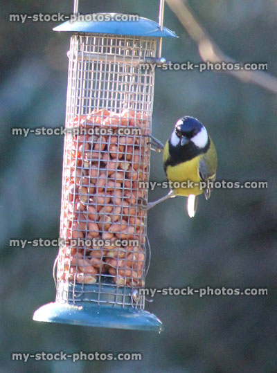Stock image of great tit eating peanuts, metal mesh wild bird feeder