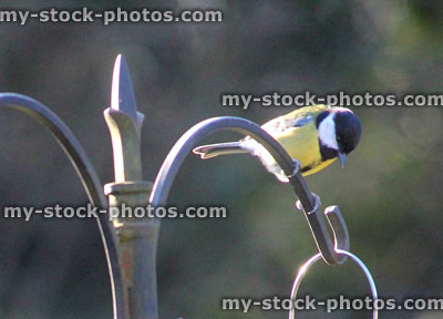 Stock image of great tit perched on feeding station in garden