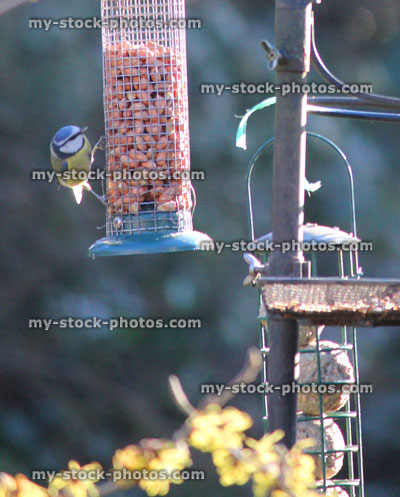 Stock image of blue tits eating peanuts from hanging mesh bird feeders