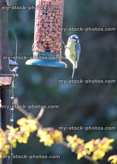 Stock image of blue tit eating peanuts in garden, mesh bird feeder