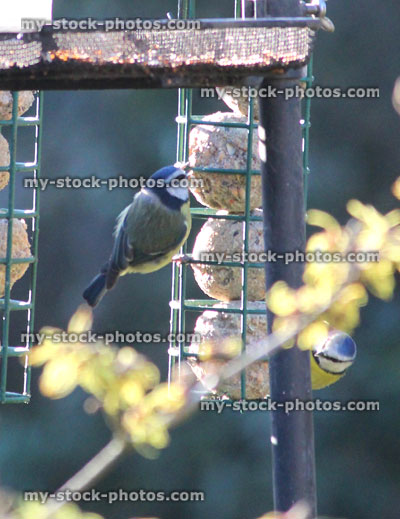 Stock image of wild blue tits eating fat balls in back garden