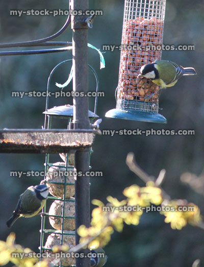 Stock image of great tit eating peanuts, mesh hanging bird feeder / back garden