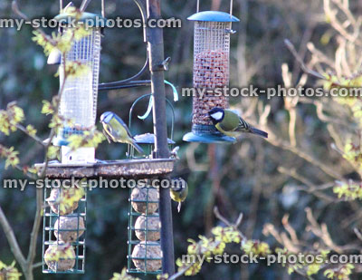 Stock image of metal seed bird feeders, wild birds / tits, back garden