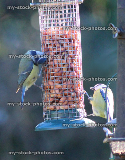 Stock image of wild blue tits eating nuts in garden, mesh feeder
