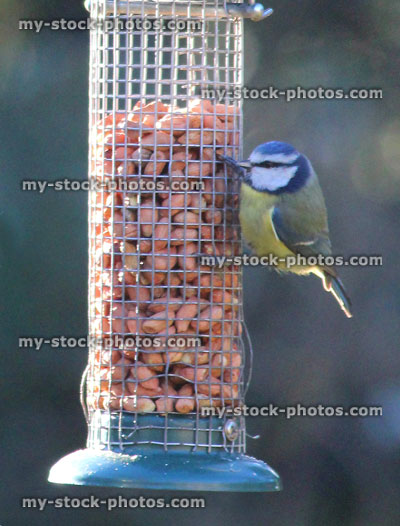 Stock image of small blue tit eating nuts from hanging mesh bird feeder