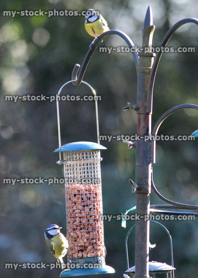 Stock image of metal seed feeders for wild tits / blue tits / finches / birds