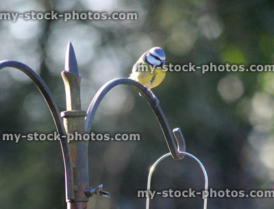 Stock image of blue tit perched on feeding station in garden