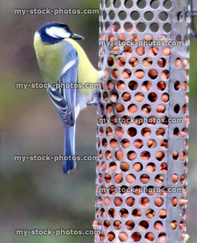 Stock image of great tit feeding on peanuts, mesh garden bird feeder
