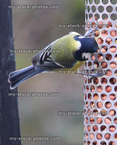 Stock image of great tit in garden, metal hanging bird feeder