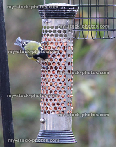 Stock image of great tit with black head, eating from hanging bird feeder
