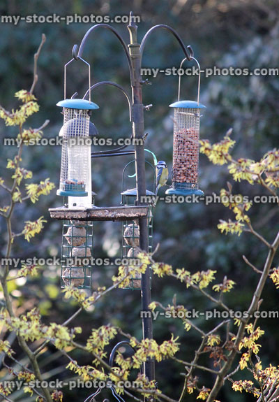Stock image of metal seed bird feeders, wild birds / blue tits, back garden