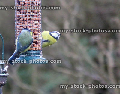 Stock image of two blue tits eating peanuts from mesh feeder for birds