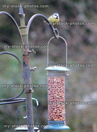 Stock image of metal seed feeders for birds, with peanuts, blue tits feeding