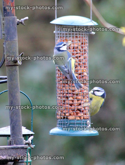 Stock image of two wild blue tits eating from hanging bird feeders, wild birds