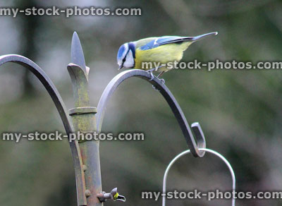 Stock image of great tit perched on wild bird feeding station