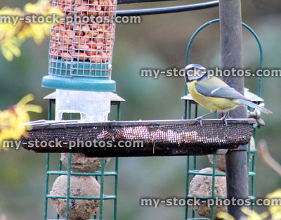Stock image of blue tit eating seed from metal dish, wild bird