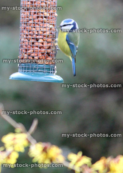Stock image of single blue tit eating peanuts in garden, hanging wire feeder