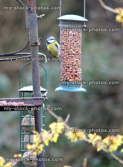 Stock image of blue tit eating peanuts in winter, hanging mesh feeder