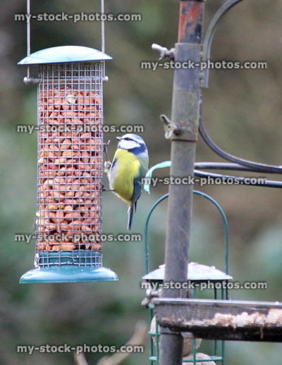 Stock image of blue tit eating peanuts from wild bird feeding station