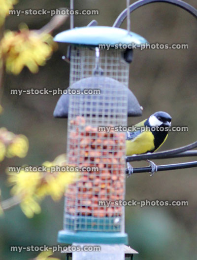 Stock image of great tit perched in back garden, wild birds / wildlife