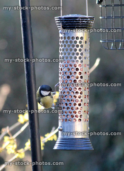 Stock image of great tit eating peanuts from hanging bird feeder / back garden