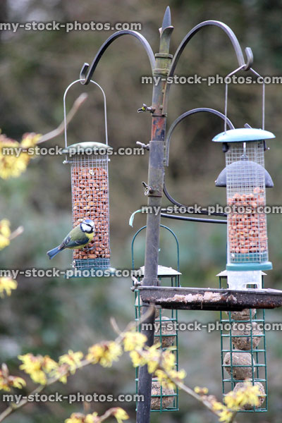 Stock image of metal nut feeders / wild birds, blue tits eating peanuts