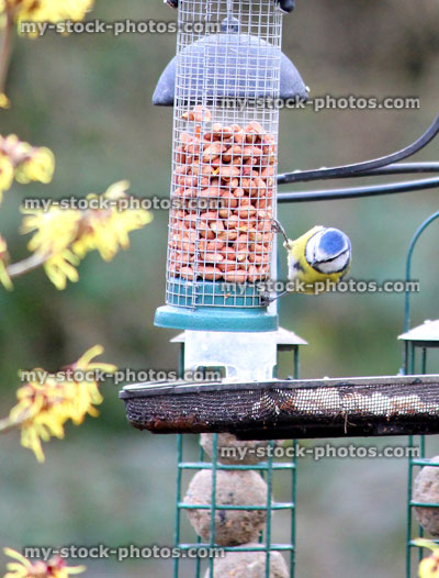Stock image of blue tit in garden, eating nuts from feeding station