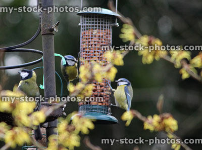 Stock image of blue tits and great tit feeding, witch hazel flowers