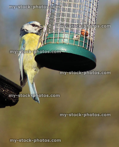 Stock image of one blue tit eating from empty wire mesh bird feeder
