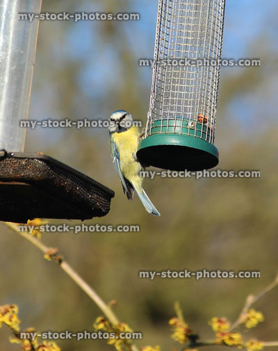 Stock image of hungry blue tit feeding from empty hanging wild bird garden feeder