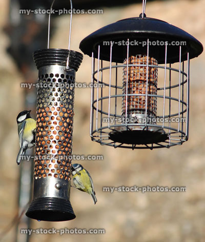 Stock image of tits eating peanuts from metal bird feeders in sunshine