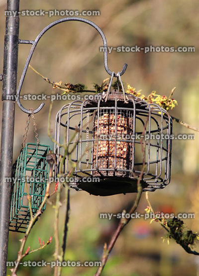 Stock image of squirrel proof, wild bird cage feeders filled with peanuts