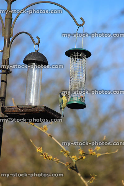 Stock image of empty nut / seed feeders for wild birds, back garden