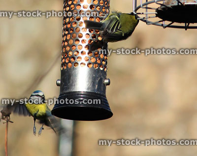 Stock image of blue tits eating peanuts / nuts from hanging bird feeder
