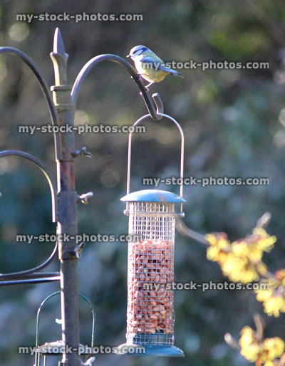 Stock image of blue tit eating peanuts from hanging bird feeder / back garden