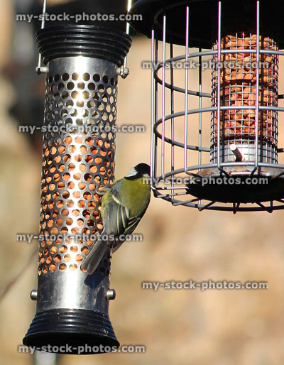 Stock image of great tit eating from squirrel proof hanging bird feeders, cage