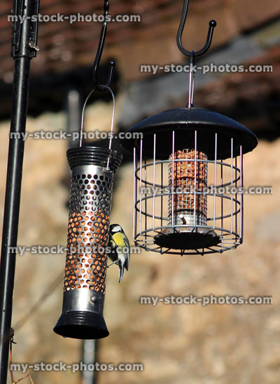 Stock image of great tit eating from squirrel proof hanging bird feeders, outer cage