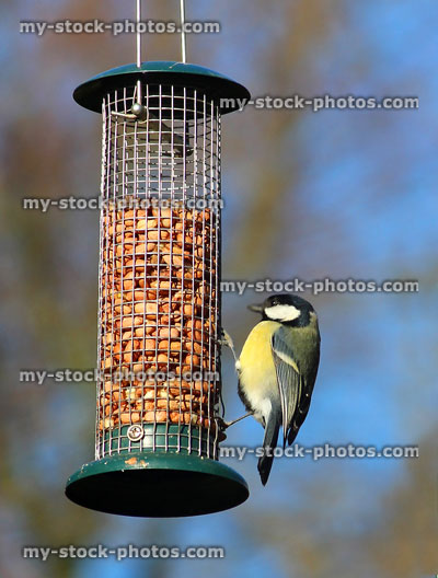 Stock image of blue tit eating peanuts from wild bird feeder