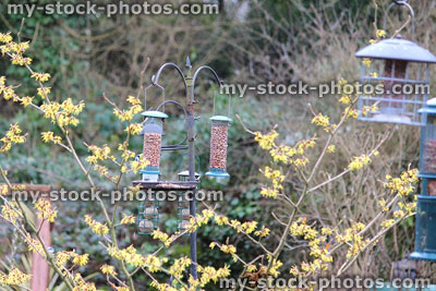 Stock image of metal hanging bird feeders in back garden, squirrel proof